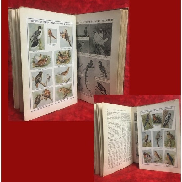 Popular Science & Industry Vol. II 1920 Antique Book Profusely Illustrated - Picture 5 of 12